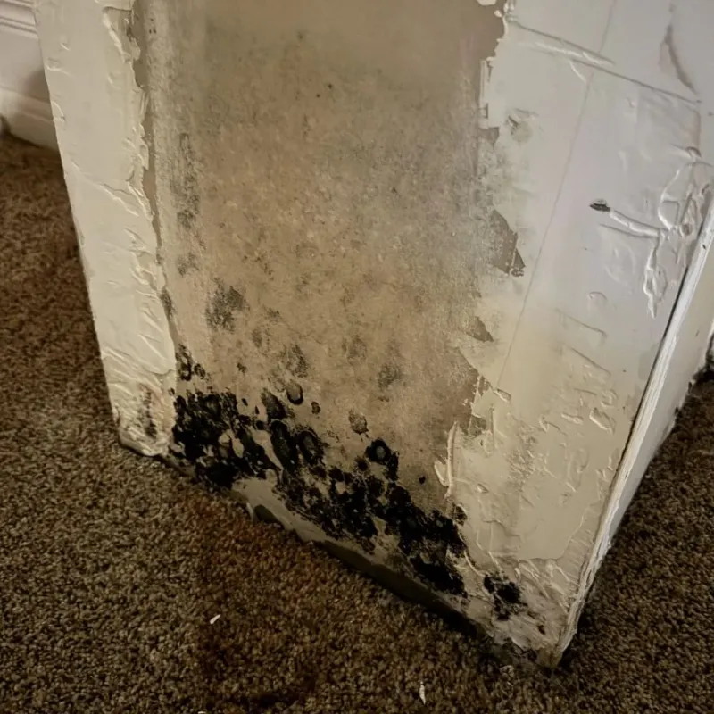 Professional Mold Removal in Waterman, IL